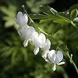 【山野草】白花タイツリソウ