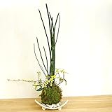 きりりとした立ち姿のトクサと足元には色々な葉色が楽しめる【トクサ・テイカカズラの苔玉・信楽焼白三つ足器セット】 (敷石の色（白）)