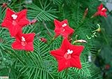 30 seeds/pack Cypress Vine Seeds Pennata Home Garden Garden Decoration Bonsai Flower Seeds