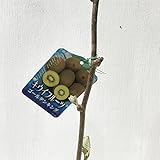 キウイ 苗木 ゴールデンキング 12cmポット苗（黄実メス） キウイ苗