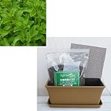 窓辺でハーブと花の栽培セット：スペアミント[ミニプランター] [手軽にハーブを] ノーブランド品