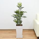 人工観葉植物 エバーフレッシュ(ネムノキ) 陶器鉢 光触媒加工