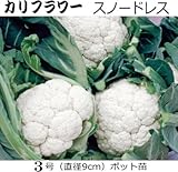カリフラワー スノードレス 直径9cmポット苗 5ポットセット