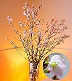 啓翁桜 20本 花束 フラワーギフト 正月 迎春