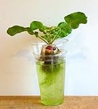 家庭用 野菜の水耕栽培キット「窓際族」（窓辺でラディッシュ）