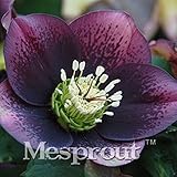 レディーほとんどのクリスマスローズの種は、ポット盆栽ローズ種子プロフェッショナル苗フレアー工場/色選択/ 100個を変え