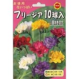 秋植え球根 お徳用 フリージア 10球入り八重咲き混合 (430587)