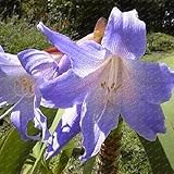 Big True Amaryllis Bulbs Indoor&Outdoor Potted Flowers plants,flower bulbs Survival Rate is High (no