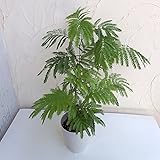 ネムノキ：エバーフレッシュ6号鉢植え ノーブランド品