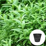 レモンバーベナ 栽培セット 【 オランダの可愛らしいデザインプランター / ブラック 】