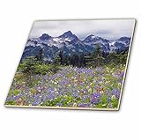 Danita Delimont – Wildflower – Mount Rainier National Park、タトゥーシュ山 – タイル 6-Inch-Ceramic ct_231754_2