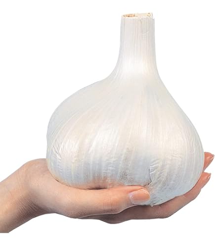 Amazon.co.jp: ニンニク 種球 平戸 500g / 国華園 25年秋商品 : DIY