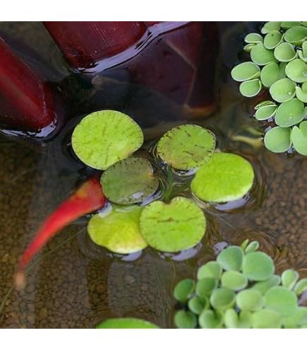 Amazon.co.jp: アマゾンフロッグビット 5株 水草 浮草 【PORTASHOP発送