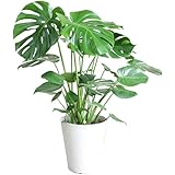 モンステラ 観葉植物 本物 インテリア 大型 大 ホワイトセラアート鉢 8号
