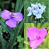 山野草:ムラサキツユクサ 3色各2ポット6ポットセット【紫桜館山の花屋】