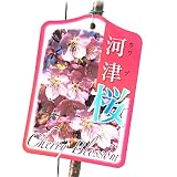 桜 苗木 河津桜 12cmポット苗 かわづざくら さくら 苗 サクラ