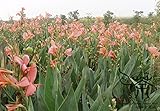 Brightly Colored Saka Siri Canna Indica Seeds 300pcs, Beautifying Canna Indian Shot Flower Seeds, Ch