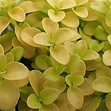 ベロニカ：レペンス サンシャイン2.5号ポット 3株セット[美しいカラーリーフ・耐寒性強い！] ノーブランド品