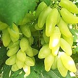 ワインビティスの種子フルーツの種子ゴールドフィンガーブドウ種子スイートレア50個/パック植木鉢