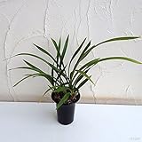 東洋蘭：金稜辺（キンリョウヘン）4号ポット3株セット[ニホンミツバチ誘引植物]