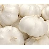 ニンニク　にんにく種　中国産　山東ニンニク　約1ｋｇ