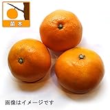 ウンシュウミカン：たぐちわせ（田口早生）4.5号ポット ノーブランド品