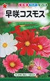 トーホク 早咲コスモス