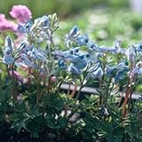 コリダリス・カシメリアナ