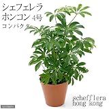 (観葉)シェフレラ ホンコン コンパクタ 4号(1鉢) 本州・四国限定[生体]