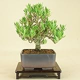 いよじ園 細葉実成クチナシ -清誉- 小品盆栽 （いよじ園）
