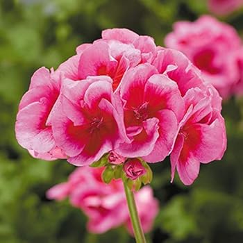 50 素晴らしいゼラニウム ピンク 最高の花の画像