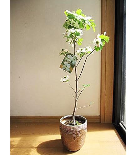 斑入りハナミズキ　彩　【品番3653】 Amazon.co.jp: 斑入りハナミズキ 彩 品番3653 : DIY・工具・ガーデン