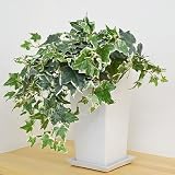 人工観葉植物 アイビー(ヘデラ) スクエア陶器鉢 光触媒加工