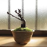 桜盆栽 ミニ桜盆栽