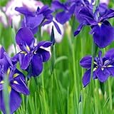 free ship , hot selling ,40 pink Iris Seeds, popular perennial garden flower ,gorgeous cut flower 6