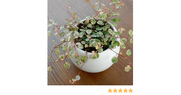 Amazon ちょっと珍しい 斑入りワイヤープランツ スポットライト 観葉植物 オンライン通販