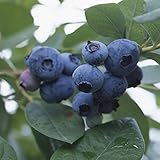 [ハイブッシュ系]ブルーベリー：はやばや星4.5号ポット[群馬県オリジナル品種] ノーブランド品