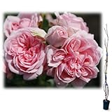 つるバラ：シンデレラ 大苗長尺6号ポット[樹高約1.2m][オールドローズの雰囲気を持つつるバラ]