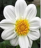 花の種子ダリア・ベラヤ Lenta - ホワイトリボン（ダリアvariabilis）年次