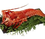 ロブスター アフリカミナミイセエビ　全長27?32cm/重さ約350g  1尾