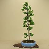 津山桧/ツヤマヒノキ 中品盆栽 （松柏盆栽）（いよじ園 伊予路園）