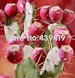新参者！！！プロモーション！！！200個ウチワcactus-食用の果実の種子の花の庭の盆栽、ウチワサボテンLeptocarpa、まれ、SWE