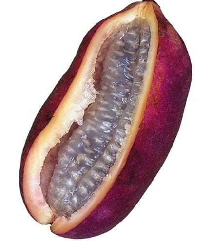 独特な樹姿〈五枚葉あけび〉☆8/3までの出品 独特な樹姿〈五枚葉あけび〉☆8/3までの出品 Amazon.co.