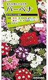 タキイ種苗 バーベナオブセッション混合