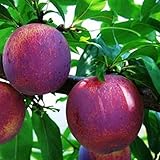 スモモ プラム 苗 【ジャンボ 貴陽 （きよう）】 1年生 接ぎ木 ポット苗