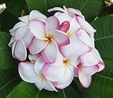 【Premium品種苗】プルメリアのベアルート発根苗 ‘My Valentine'（大苗） 栽培セット【スリット鉢・プルメリア専用培養土・栽培説明書つき】