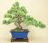 いよじ園 【】 五葉松 宮島（中品盆栽）（松柏盆栽）いよじ園【父の日ギフト】