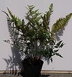 ベニシダ　10.5ｃｍポット　鉢底より30ｃｍ前後　紅羊歯