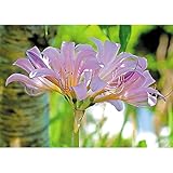 国華園 夏植え球根 リコリス スクアミゲラ(ナツズイセン) 5球【※発送が国華園からの場合のみ正規品です】