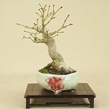 いよじ園 山モミジ（小品盆栽） 【雑木盆栽 紅葉】
